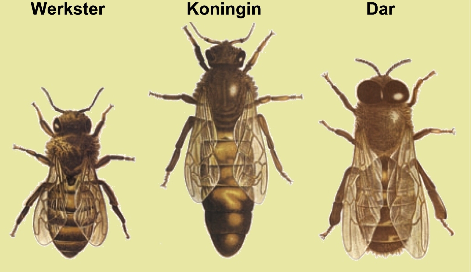Drie typen bijen