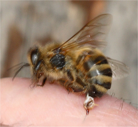 Een bijensteek