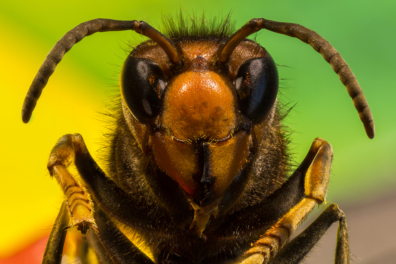 vespa-velutina (Aziatische Hoornaar)